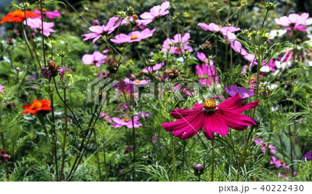 Everyday life on a perfect day 40222430