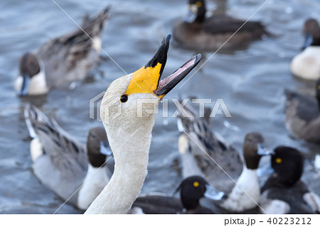 白鳥の食事 40223212