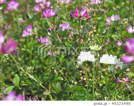 珍しい白花レンゲソウ 40223490