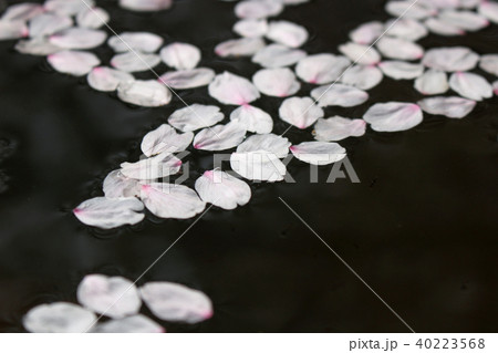 水に浮かぶ桜の花びら4 40223568