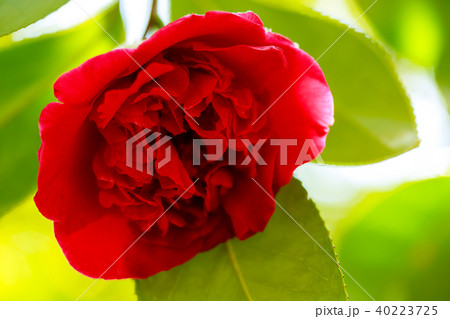 ツバキ・紅荒獅子 40223725