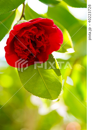 ツバキ・紅荒獅子 40223726