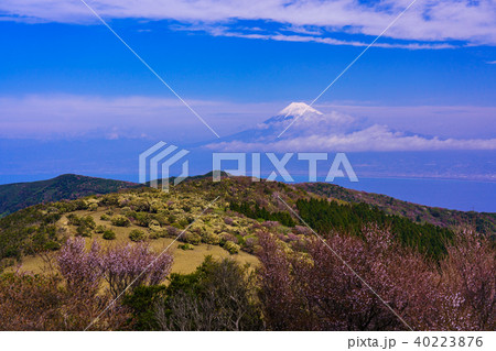 (静岡県)豆桜咲く金冠山から望む 富士山 (静岡県)豆桜咲く金冠山から望む 富士山 40223876
