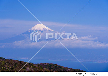 (静岡県)豆桜咲く金冠山から望む 富士山 (静岡県)豆桜咲く金冠山から望む 富士山 40223882