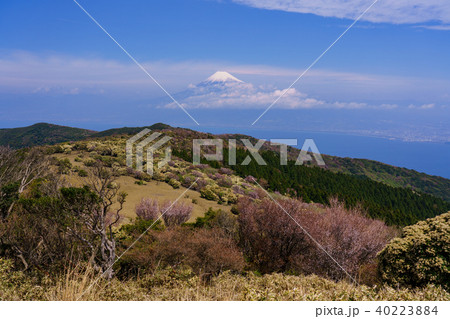 （静岡県）豆桜咲く金冠山から望む　富士山 40223884
