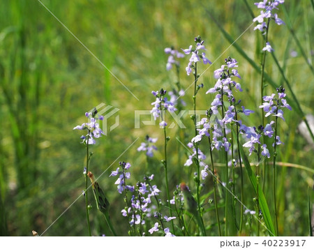 満開のマツバウンラン 40223917