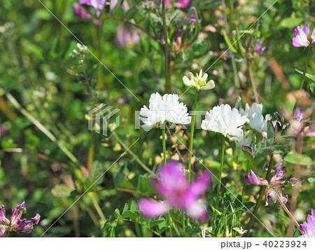 珍しい白花レンゲソウ 40223924