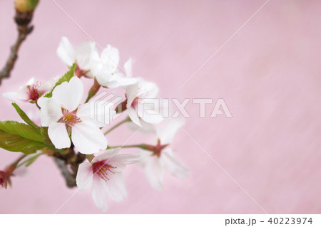 白い桜 ピンク背景 白い桜 ピンク背景 40223974