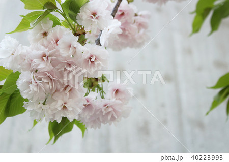 白い八重桜1 白い八重桜1 40223993