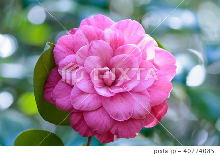 ツバキ 紫椿の写真素材