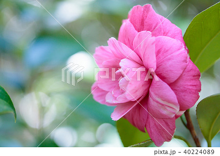 ツバキ 紫椿の写真素材