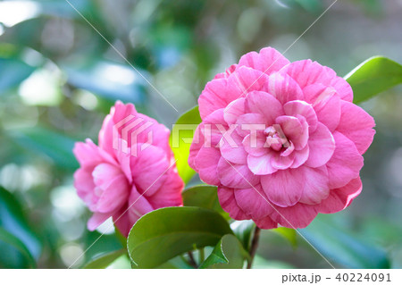 ツバキ 紫椿の写真素材