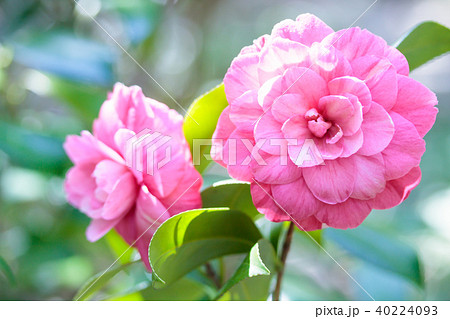 ツバキ 紫椿の写真素材