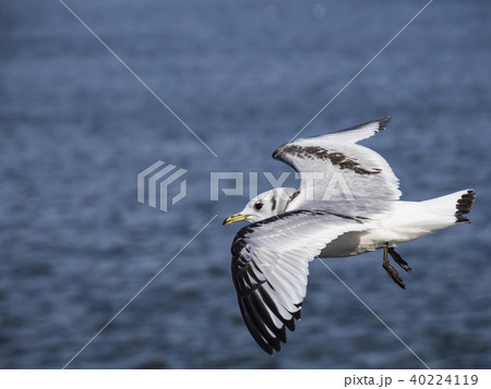 ミツユビカモメ幼鳥 ミツユビカモメ幼鳥 40224119