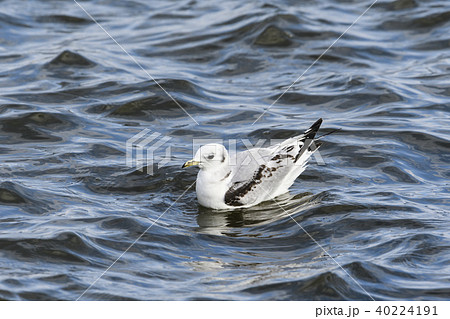 ミツユビカモメ幼鳥 40224191