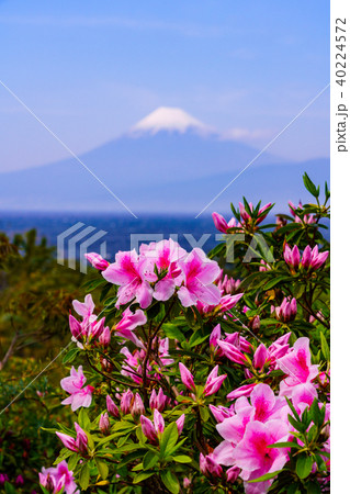(静岡県)ツツジ咲く西伊豆井田 海越しの富士山 (静岡県)ツツジ咲く西伊豆井田 海越しの富士山 40224572