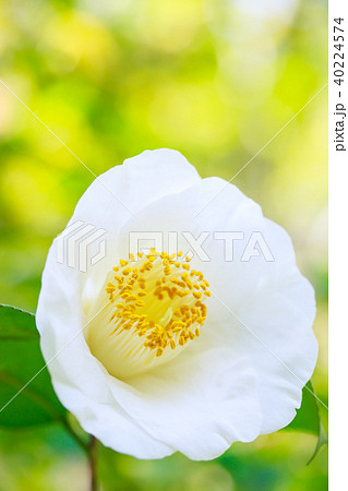 ツバキ・臘月 40224574