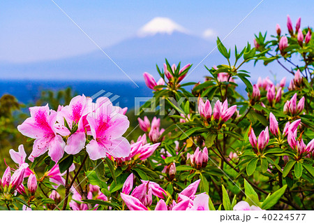 (静岡県)ツツジ咲く西伊豆井田 海越しの富士山 (静岡県)ツツジ咲く西伊豆井田 海越しの富士山 40224577