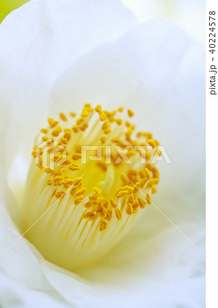 ツバキ・臘月 ツバキ・臘月 40224578