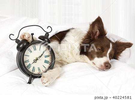 Cute Collie border breed dog sleeping in bed 40224581
