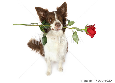 Collie border dog with red rose in his teeth 40224582