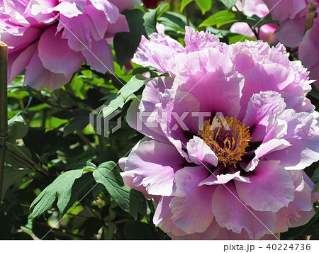 満開のボタン 40224736