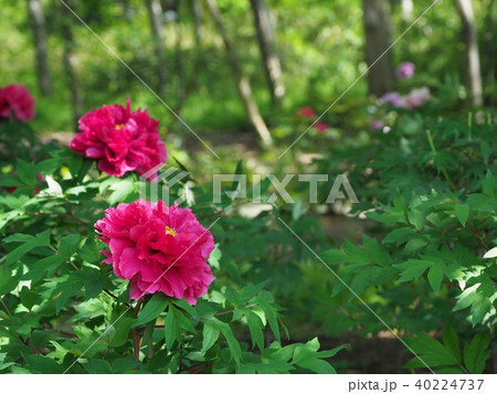 満開のボタン 40224737