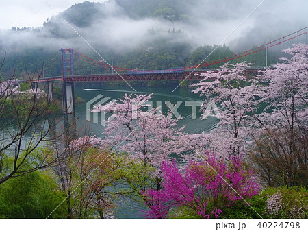 春の大渡ダム 40224798