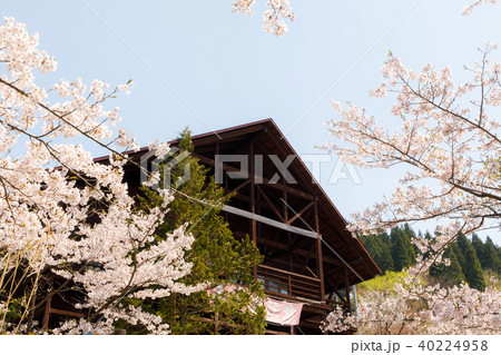 岩手県平泉町 西行桜の森の桜 岩手県平泉町 西行桜の森の桜 40224958