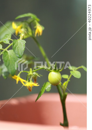 家庭菜園 (ミニトマト 野菜ベジタブル ベランダ バルコニー 鉢植え プランター 栽培 若葉 新芽) 40224973