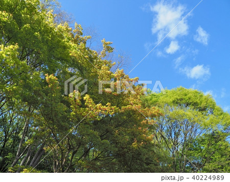 花を咲かせるモミジの新緑 花を咲かせるモミジの新緑 40224989