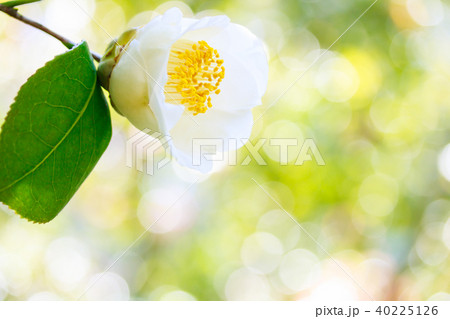 ツバキ・加茂本阿弥 ツバキ・加茂本阿弥 40225126