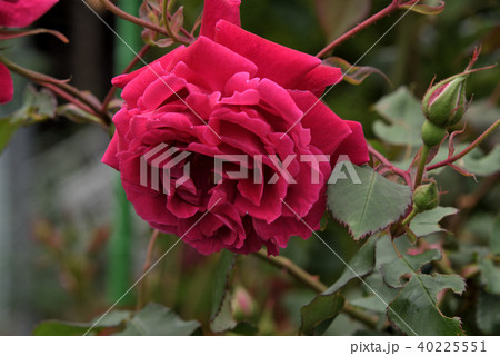 バラ(グルス・アン・テプリッツ) バラ(グルス・アン・テプリッツ) 40225551