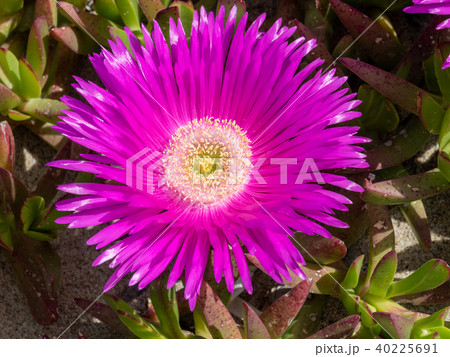 Plants growing in sand over Sardinia beach 40225691