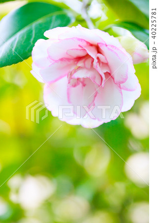 ツバキ・酒中花 ツバキ・酒中花 40225781