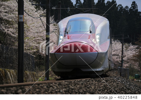 桜と秋田新幹線 40225848