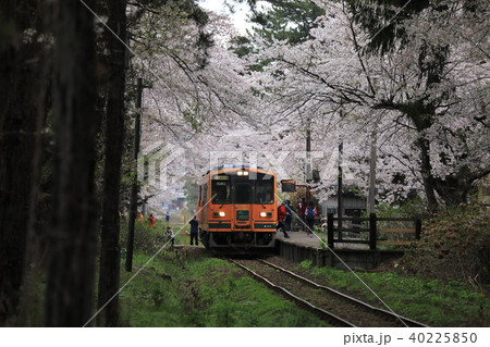 桜と走れメロス号の写真素材