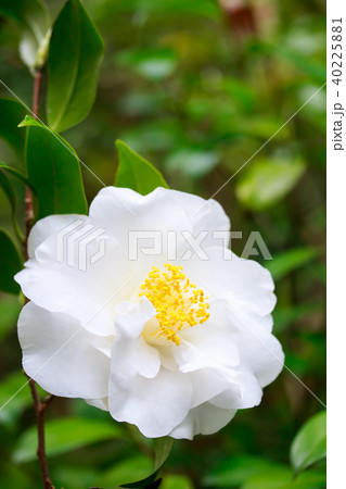 ツバキ・古金襴白花 ツバキ・古金襴白花 40225881