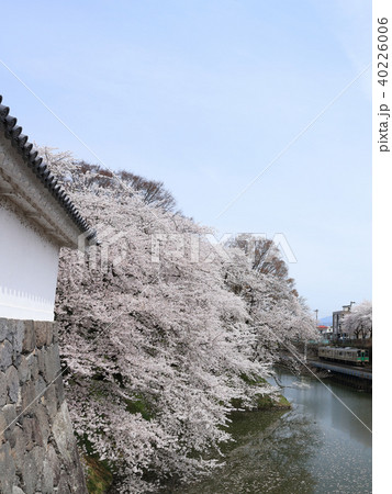 霞城公園　観桜会にて 40226006