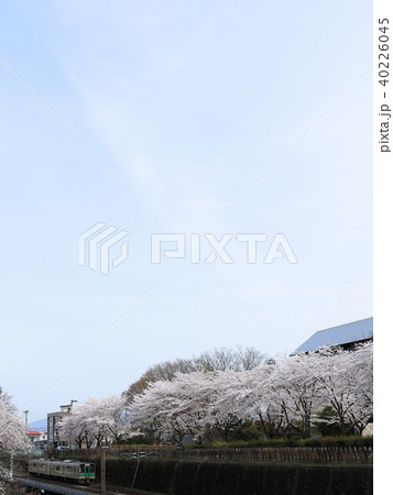 霞城公園　観桜会にて 40226045