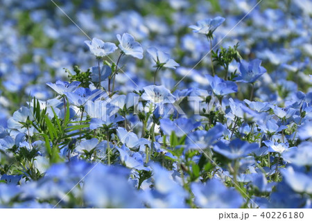 ひたち海浜公園① 40226180