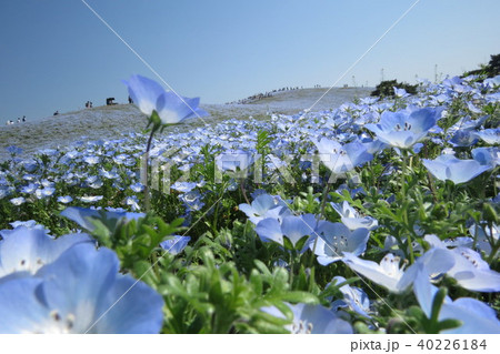 ひたち海浜公園⑤ 40226184