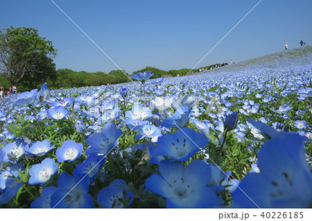 ひたち海浜公園⑥ 40226185