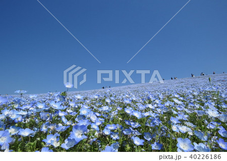 ひたち海浜公園⑦ 40226186