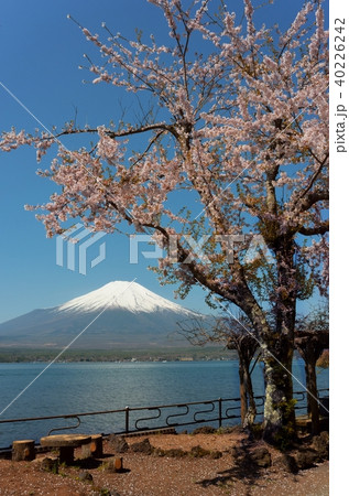 富士山 桜 山中湖 富士山 桜 山中湖 40226242