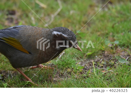 野鳥 野生動物 野獣 40226325