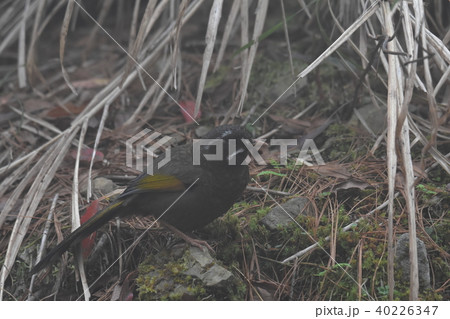 野鳥 野生動物 野獣 40226347