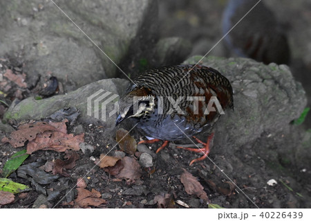 野生動物 野獣 野生の生き物 40226439