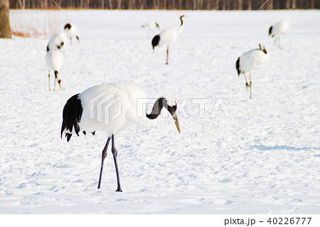 丹頂鶴 北海道阿寒郡鶴居村 40226777