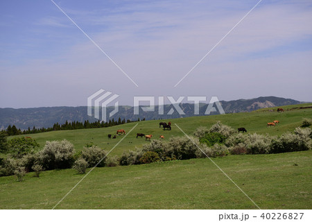 阿蘇　初夏の風景 40226827